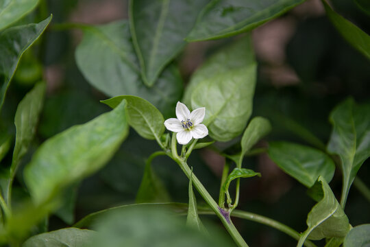 Tiny white pepper plant flower among green leaves