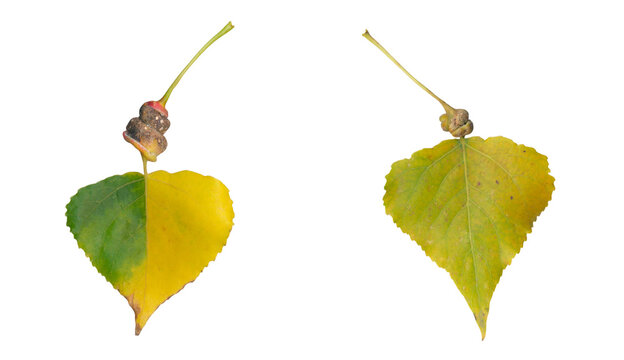 Poplar Leaf Petiole Spiral Gall Caused by Aphid Pemphigus Isolated Transparent PNG Cutout for Educational Biology Textbooks and Botanical Disease Identification Guides
