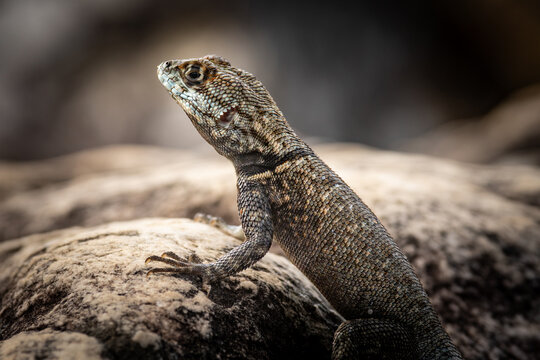 Lagarto sobre a pedra