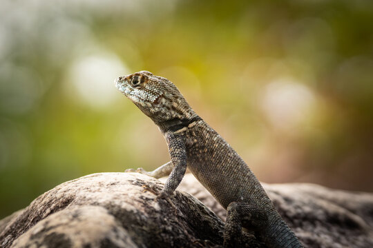 Lagarto sobre a pedra