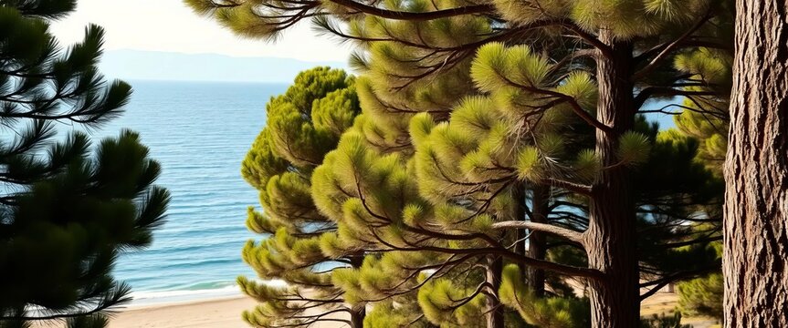 Dense maritime pines framing Baratti beach, Tuscany's coast,  baratti,  evergreen
