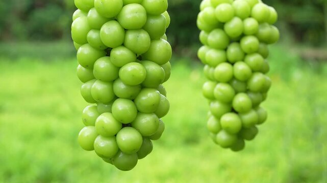 Close-up of two fresh green grape clusters hanging in sunny orchard on green blurred background.