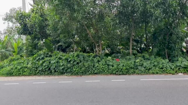 Asphalt road edge with red and white markers and lush forest trees highway landscape nature
