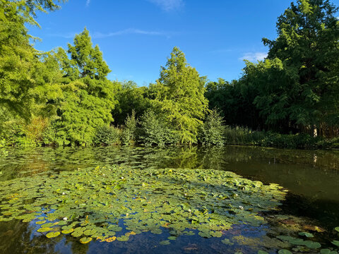 Stunning view of beautiful pond lake landscape with waterlily in Loki Schmidt botanical garden on sunny day	