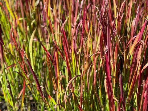 Beautiful decorative vibrant pink, red and green Ornamental Grass Imperata Cylindrica close up
