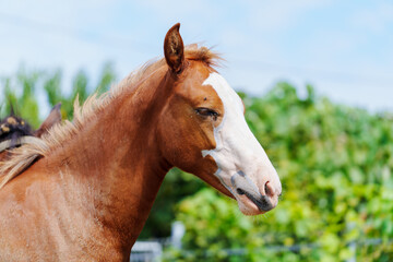 Brown horse with white face stands calmly © Anastasia Bruzinsky