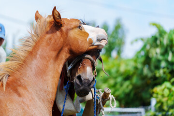 Two horses stand close, one nuzzling the other's face © Anastasia Bruzinsky
