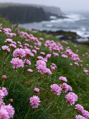 Fototapeta premium Coastal meadow cliffs with pink flowers during a cloudy day