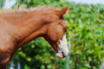 Brown horse with white muzzle stands calmly © Anastasia Bruzinsky