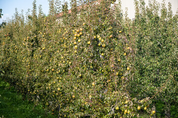 Fototapeta premium Pear harvest in Haspengouw orchard in Belgium, featuring Conference, Comice varieties, fresh organic fruits
