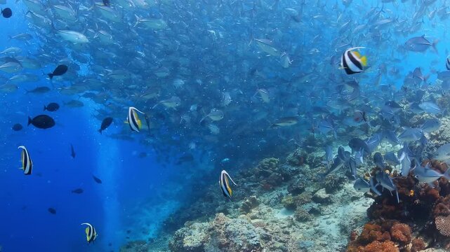 Stunning Underwater View of Massive School of Jack Fish and Moorish Idols Swimming Over Vibrant Coral Reef in Crystal Clear Blue Ocean