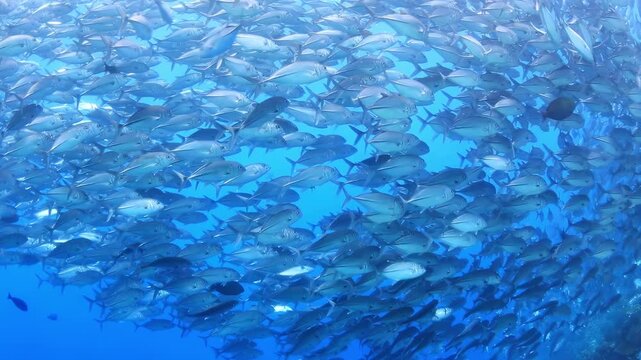 Stunning 4K underwater footage of a massive school of Jack Fish, moving in synchronized formation through crystal clear blue ocean water, showcasing marine life