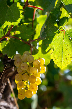 Ripe Chardonnay grapes during harvest in France, Champagne Blanc de Blancs, Burgundy&rsquo;s Chablis and Montrachet, Chardonnay wines from the Loire Valley.