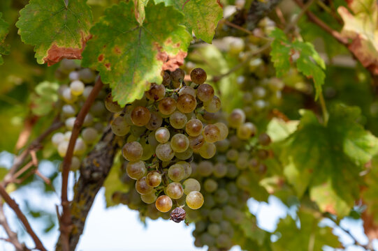 Ripe Chardonnay grapes during harvest in France, Champagne Blanc de Blancs, Burgundy&rsquo;s Chablis and Montrachet, Chardonnay wines from the Loire Valley.