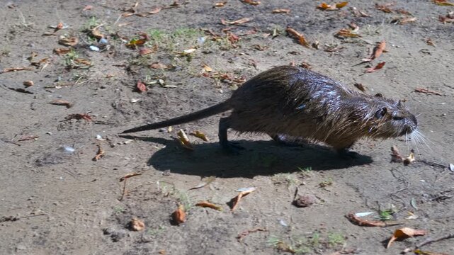 Wet coypu walking on the ground. Wet coypu confidently walking across sandy ground, sunlight glistening on sleek brown fur while traversing natural outdoor environment