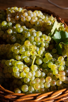 Chardonnay grapes fill rustic wicker basket after harvest in Cramant and Avize grand cru Champagne region of France, end of harvest