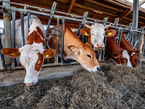 K&uuml;he fressen Heusilage in einem Stall