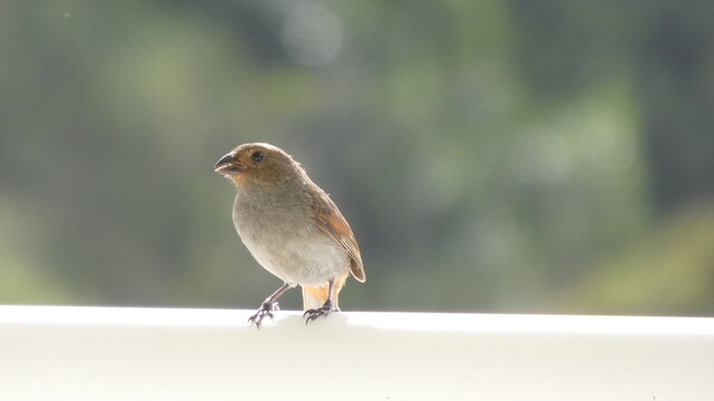 Petit oiseau pos&eacute; sur un balcon