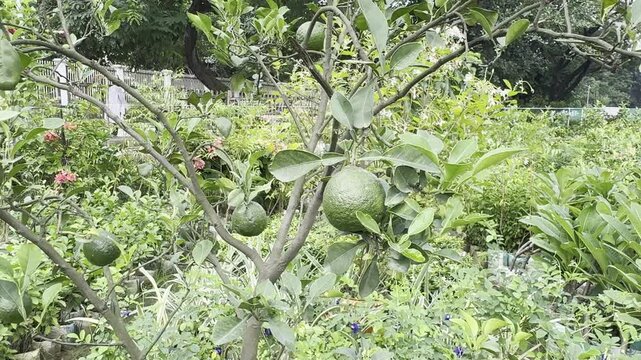 Green citrus fruits ripening on branches during daytime with lush foliage background and gentle camera movement