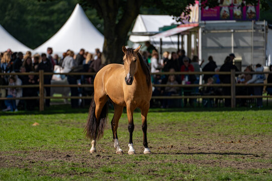 Two golden horses running closely together at an outdoor show