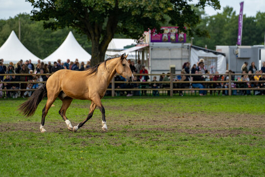 Golden horse cantering alone across an outdoor exhibition arena