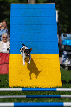 Athletic dog descending a colorful agility ramp in sunlight