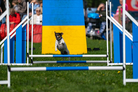Small dog racing toward camera after clearing agility hurdle