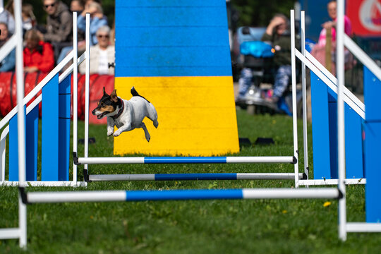 Energetic dog airborne above a hurdle on a grassy course