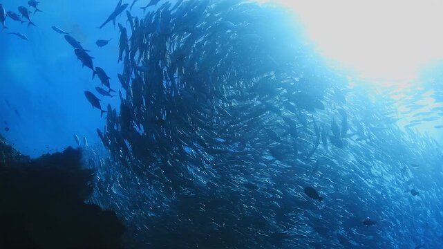 Mesmerizing Bigeye Trevally Jack Fish School Swirling in Pristine Blue Ocean Water with Sun Rays