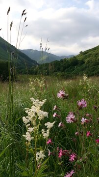 Cloudy foothill meadow with wildflowers and mountains in view