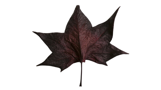 Isolated dark dried sweetgum leaf, close-up view of a unique autumn plant specimen