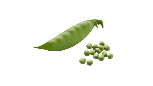 Isolated fresh green pea pod and scattered peas, healthy vegetable food ingredient