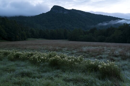 Dewy meadow in the mountains during early morning light