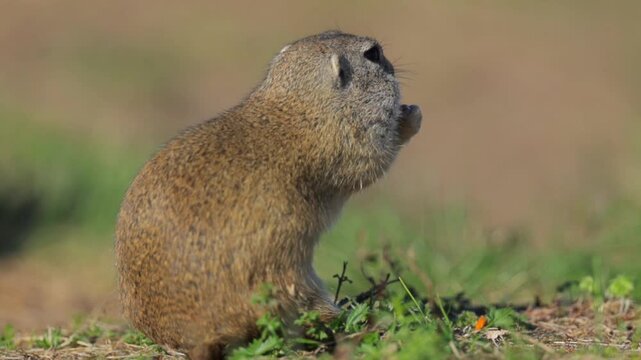 European Ground Squirrel Foraging Near Its Burrow on a Sunny Summer Day