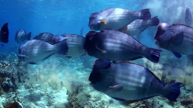 Large School of Bumphead Parrotfish Grazing on Coral Reef in Clear Tropical Ocean Water with Sunlight, Underwater Marine Life Ecosystem