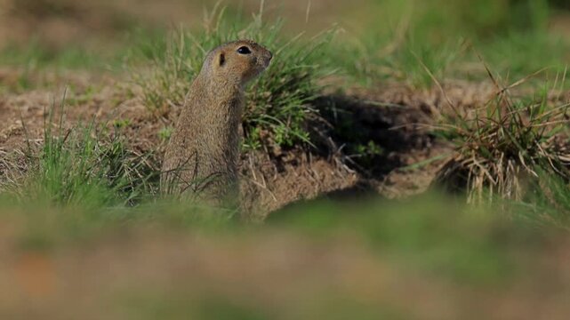 European Ground Squirrel Foraging Near Its Burrow on a Sunny Summer Day