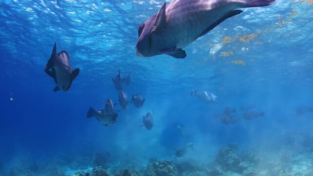Vibrant underwater scene with a large school of bumphead parrotfish feeding on a shallow coral reef, stirring up sediment in crystal clear blue ocean waters under bright natural light.
