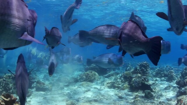 Vibrant 4K Underwater Footage: Large School of Bumphead Parrotfish Graze on Coral Reef, Expelling Sand and Contributing to Ecosystem Health in Clear Tropical Waters.