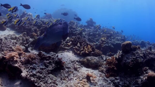 Bumphead Parrotfish Visited by Cleaner Wrasses at Coral Reef Cleaning Station in Clear Tropical Ocean 4K Footage