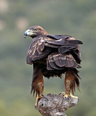 Fototapeta premium a powerful golden eagle in freedom in the mountain