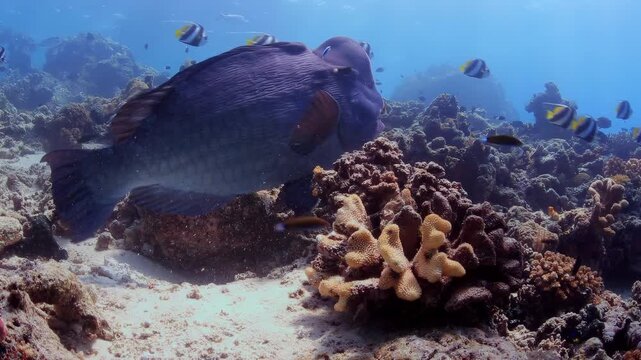Close-up of Bumphead Parrotfish Receiving Parasite Cleaning from Cleaner Fish at Tropical Coral Reef 4K