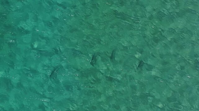 Top down aerial view of rooster fish swimming in clear turquoise water in La Ventana.