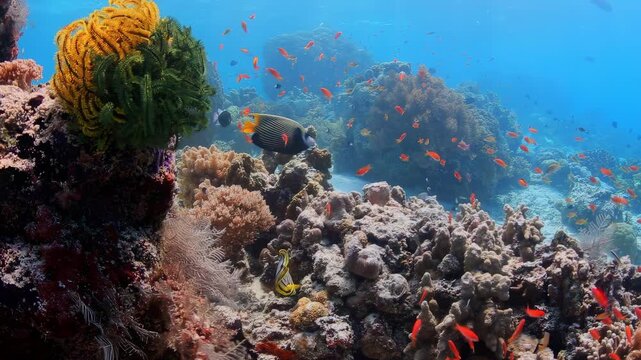 Vibrant Red and Orange Anthias Fish Swarm Around Thriving Coral Reef in Clear Blue Tropical Ocean, Showcasing a Rich Underwater Ecosystem with Diverse Marine Life and Natural Beauty