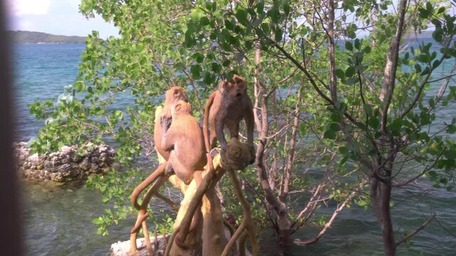 View of a monkey statue among coastal trees beside the clear water of W Bay Payang, with a small jetty and forested island in the background.