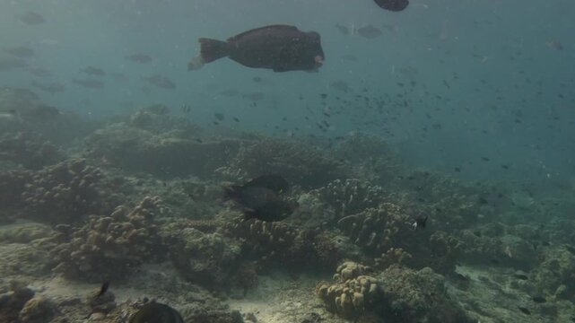 A Bumphead parrot fish and other tropical fish swimming around at Sipadab Island.