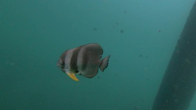 A batfish swims in front of the camera near the leg of an old oil rig.