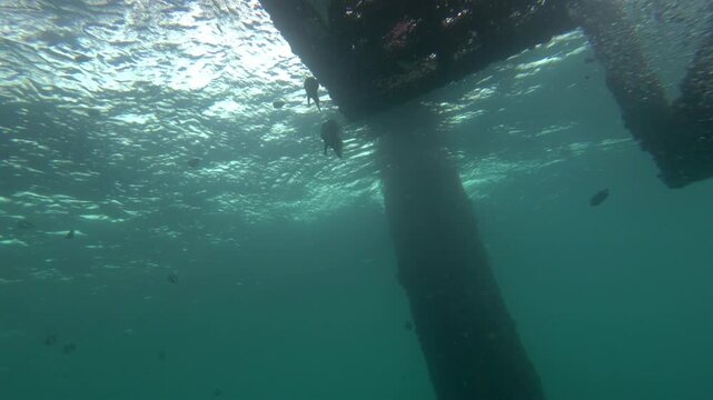 Looking up beneath an old oil rig near Mabul Island as fish swim around the submerged platform and legs below the bright water surface.