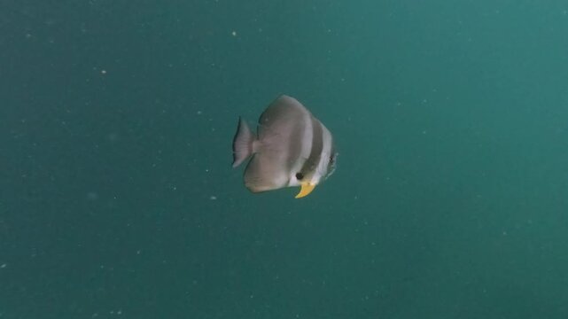 I batfish swimming out in the blue by itself.