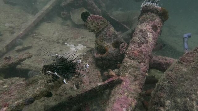 A Lionfish swimming off the coast of Mabul Island near some rusting structures.