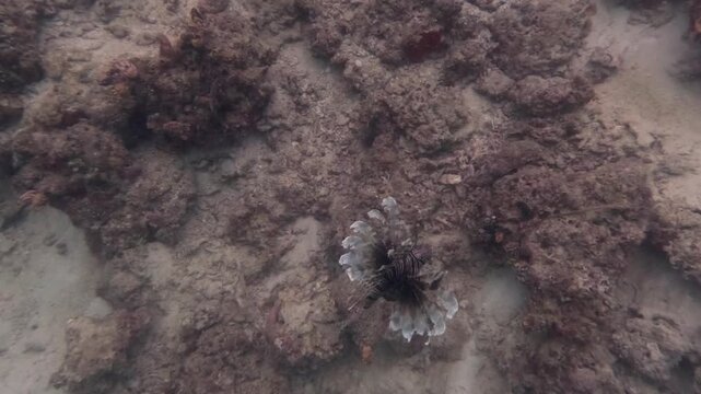 A lionfish moves over coral rubble and sand while seen from above during a tropical underwater dive in shallow clear water.